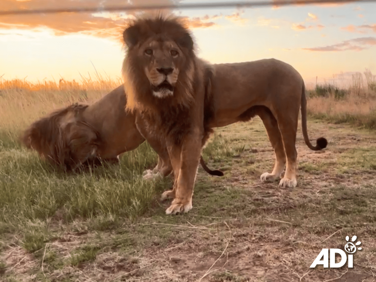 Ice lollies for big cats rescued from Guatemalan&nbsp;circuses