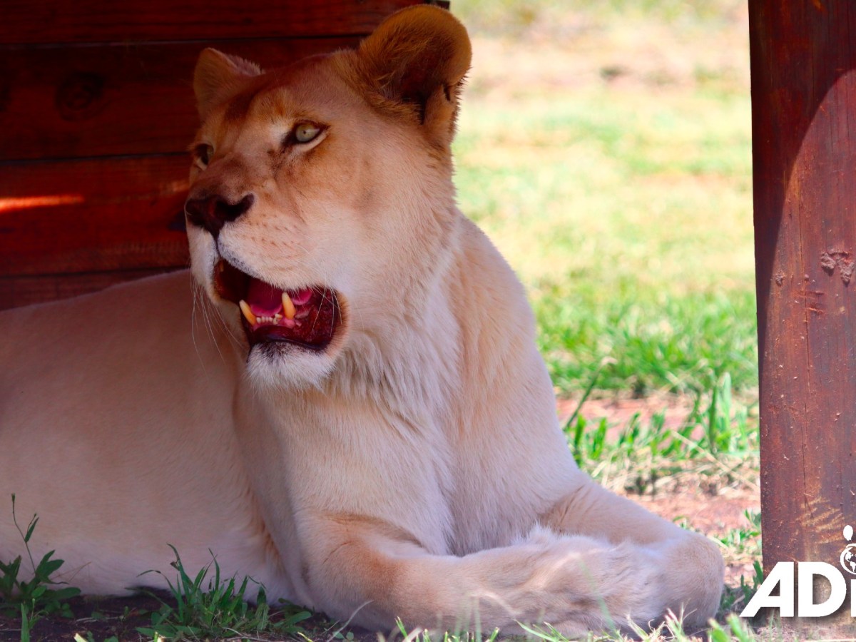 Live from the ADI Wildlife&nbsp;Sanctuary