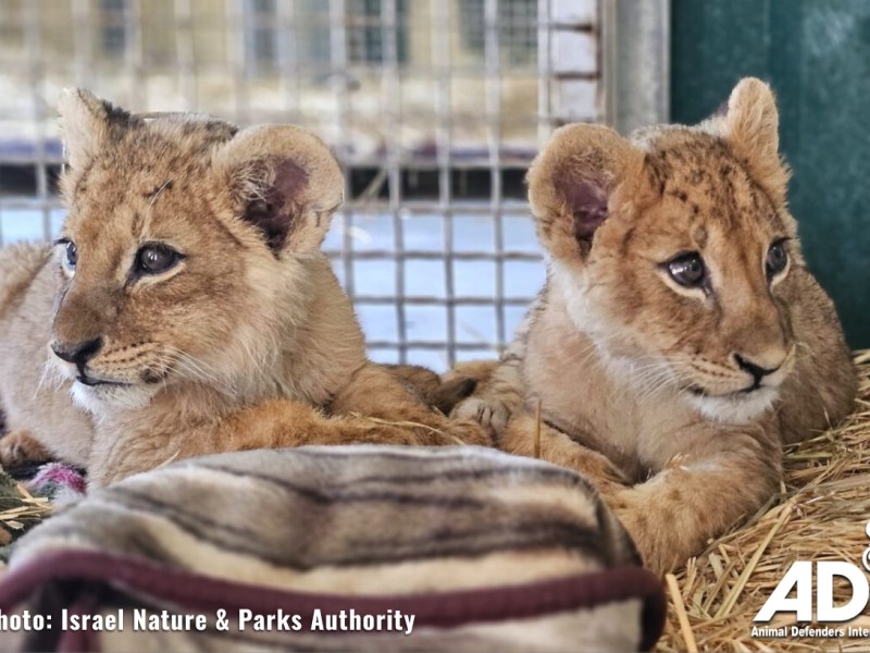 Help needed for lion cub&nbsp;rescue