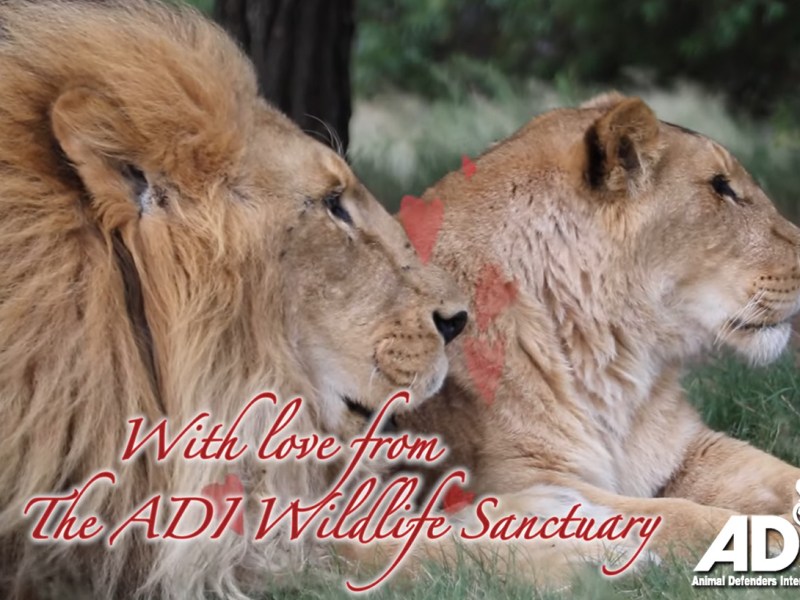 Real life love stories made possible by ADI&nbsp;supporters