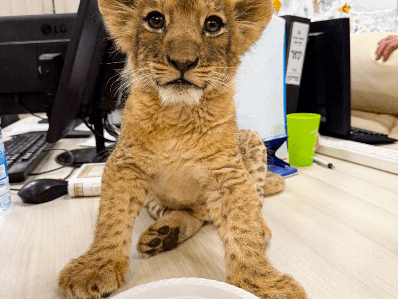 This is not cute, it’s&nbsp;tragic