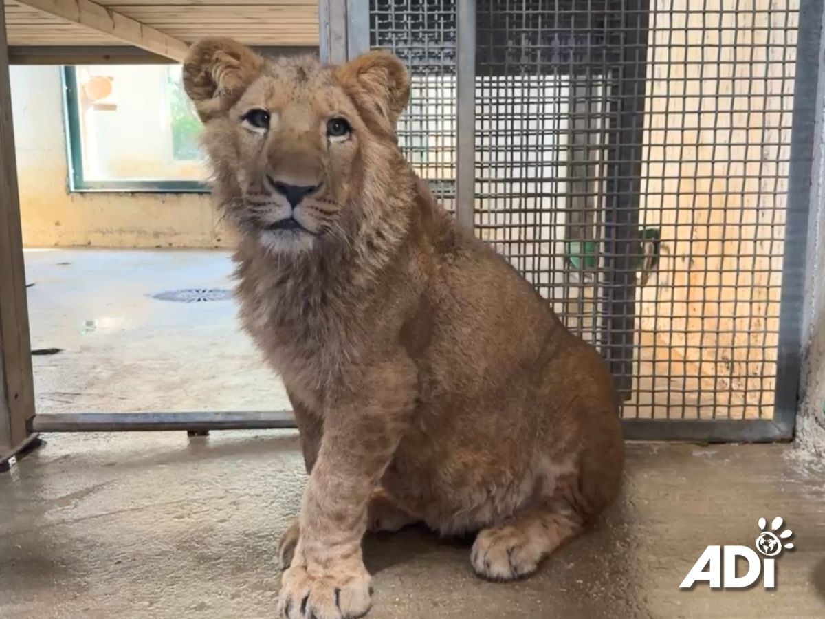 Live from Israel – lion cub&nbsp;rescue