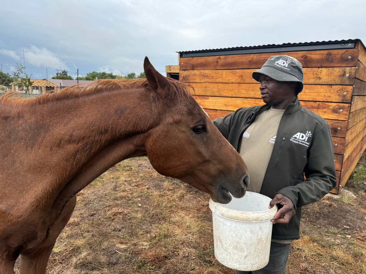 Horse & donkey veterinary&nbsp;treatment