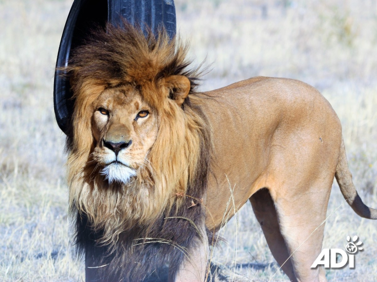 Send your love for&nbsp;Coco