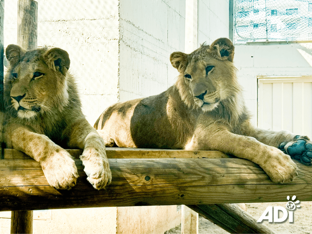 Ori & Ben-Tzur will come&nbsp;home!