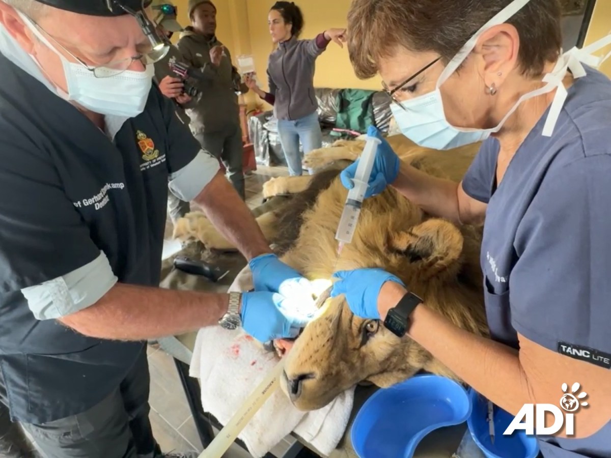 Veterinary day