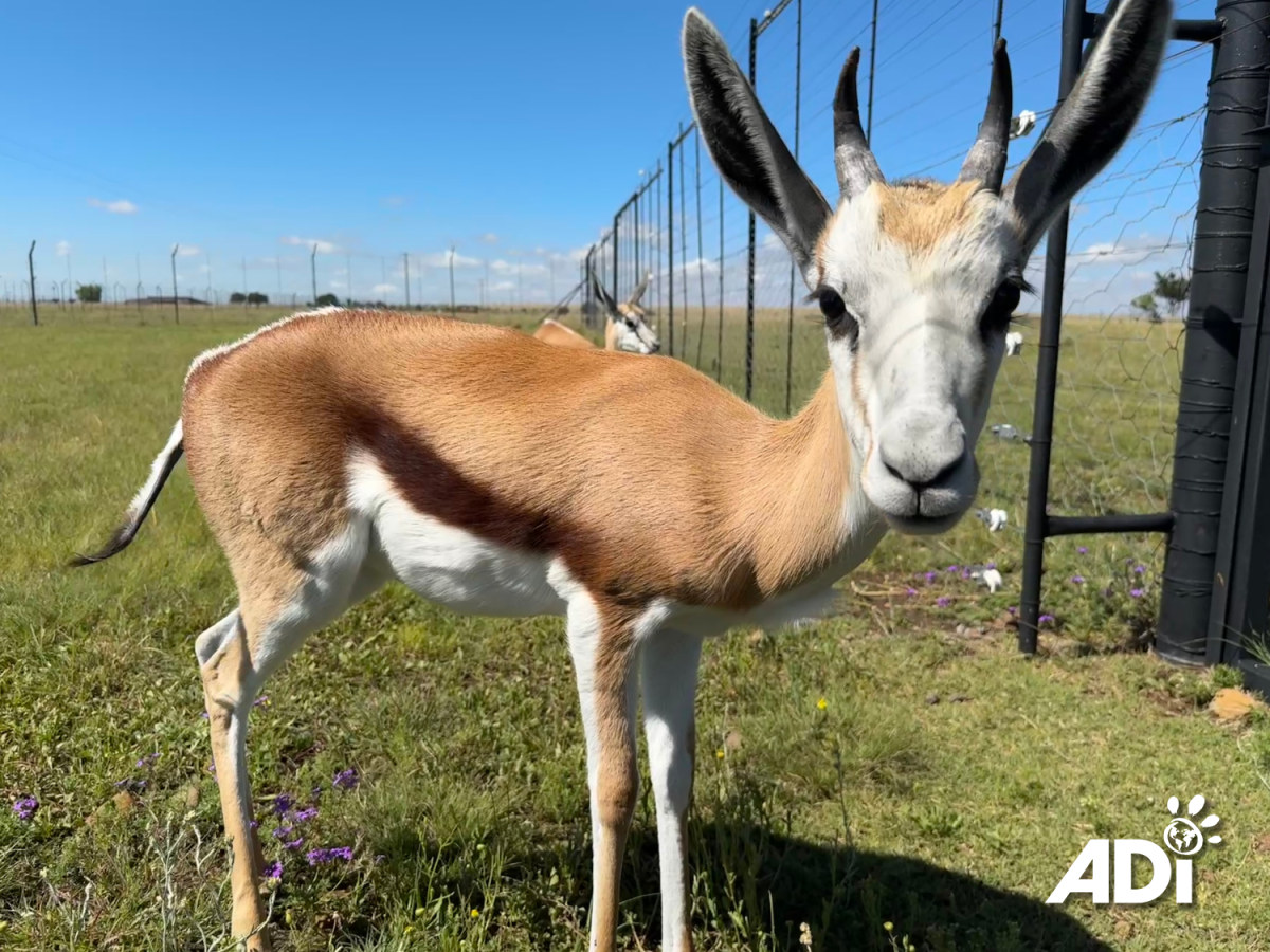 Springboks rescued