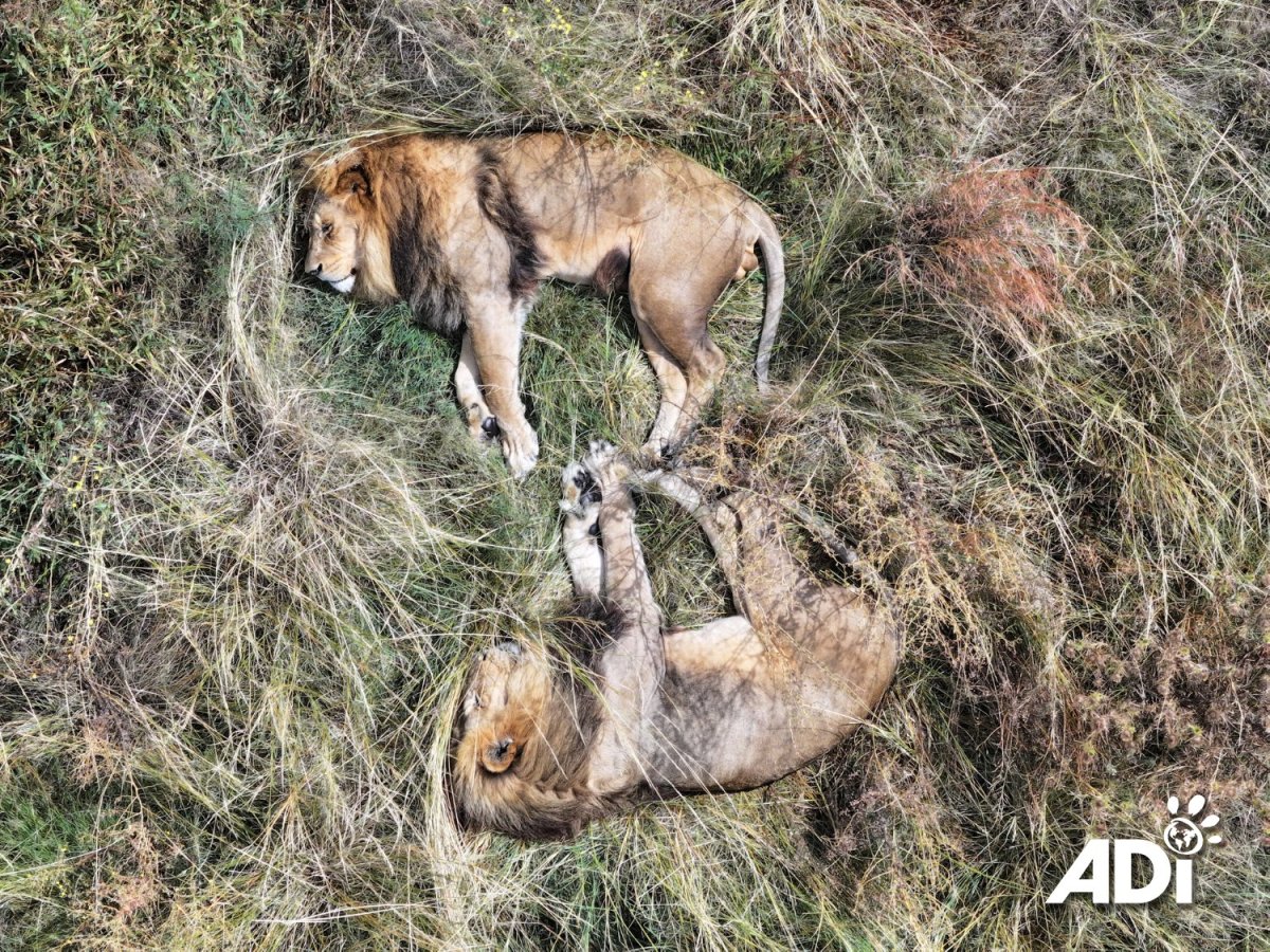 Big cats having a lie&nbsp;in