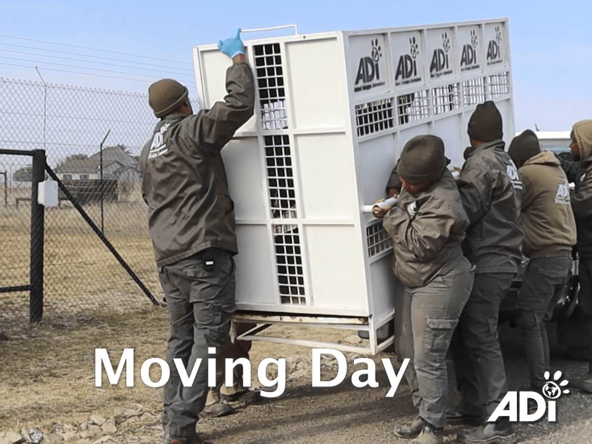 Moving day