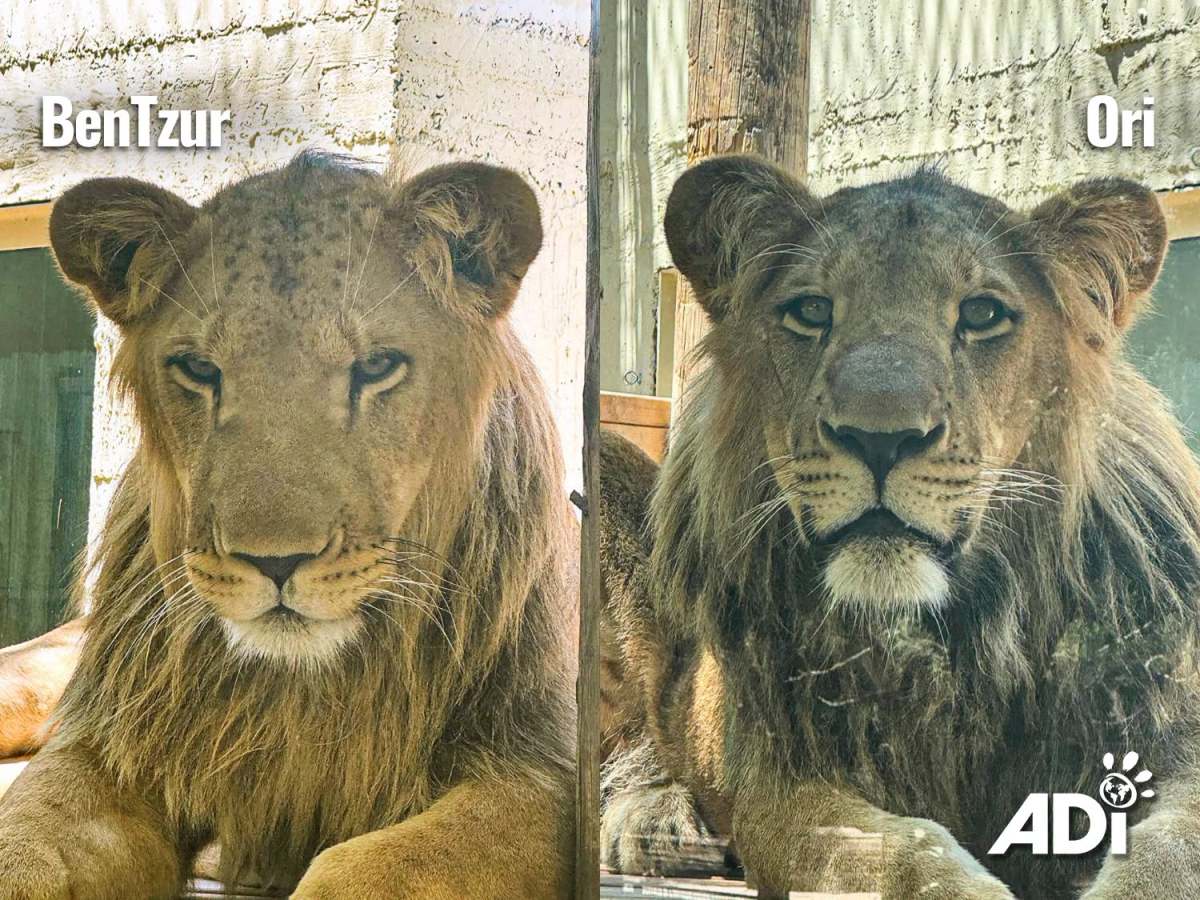 New house for rescued&nbsp;lions