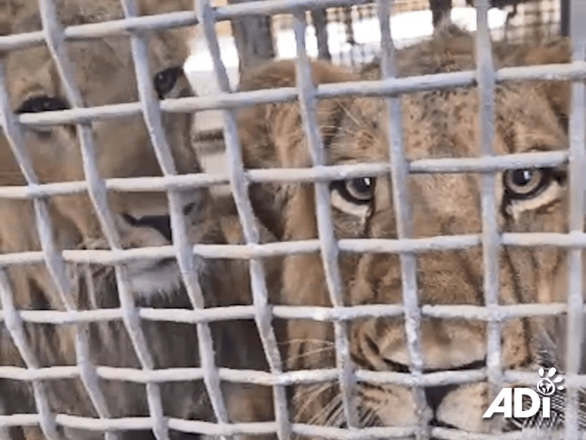 Preparation underway for Israel lion&nbsp;airlift