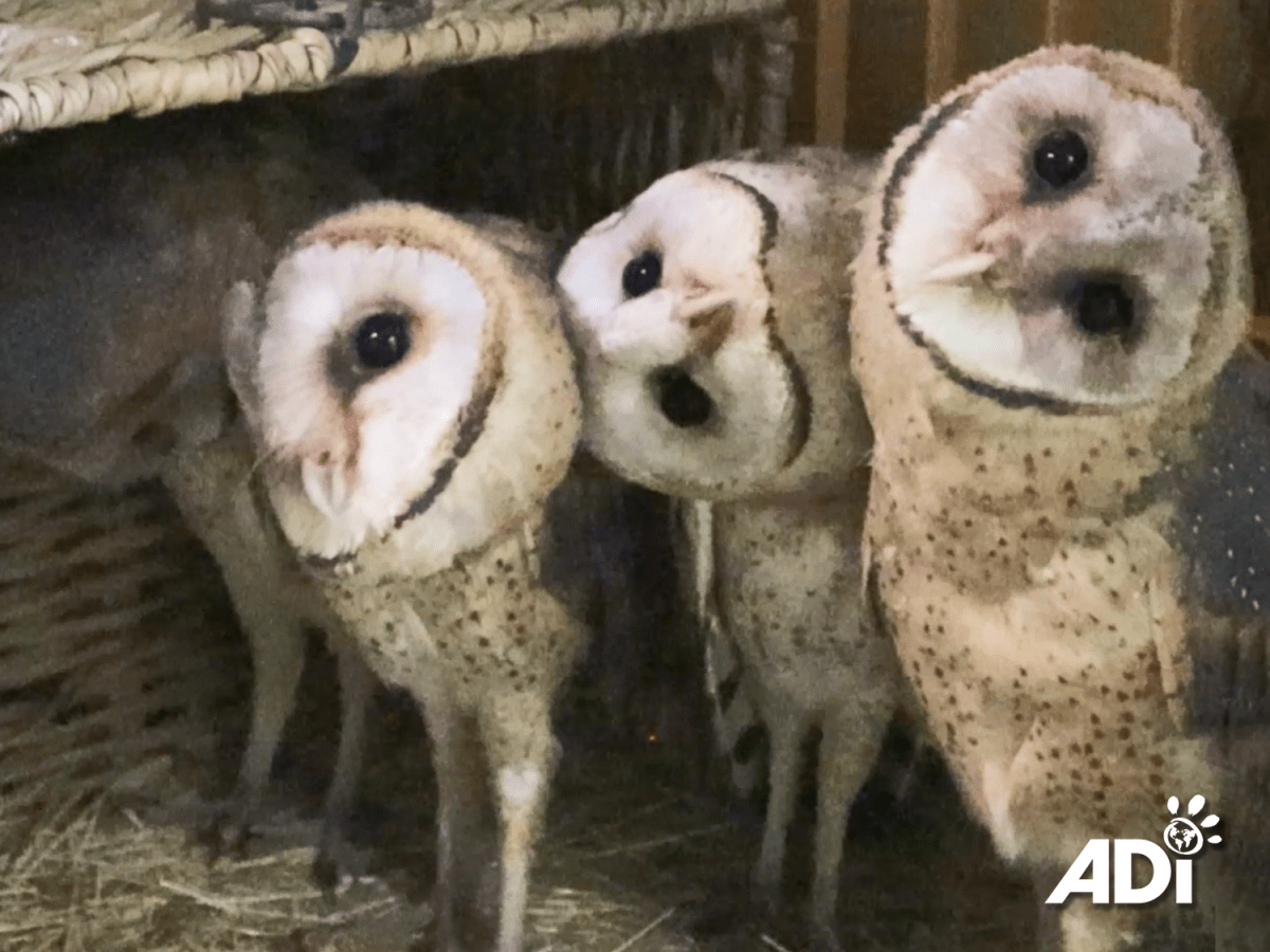 Owl Watch 8