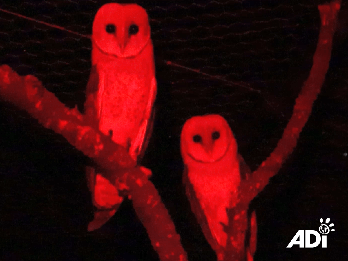 Owl Watch 9