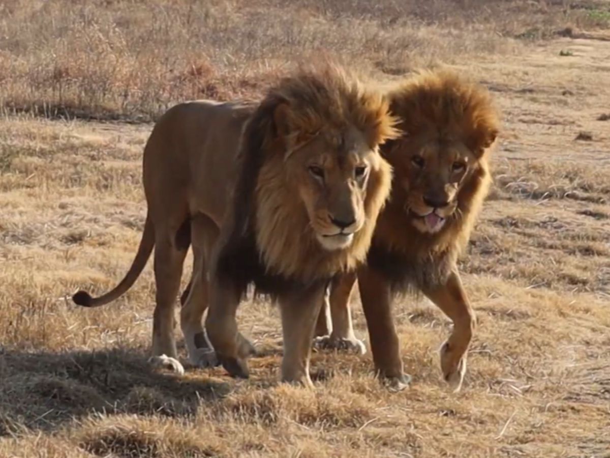Wonderful scenes as Kimba and Tomas&nbsp;reunited