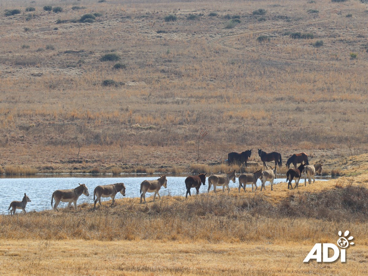 Rush hour at the ADIWS&nbsp;lake