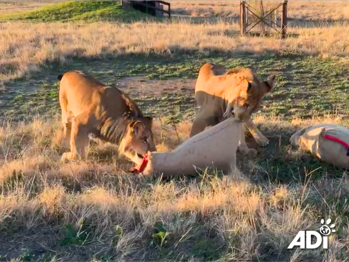 From war zone to tug of&nbsp;war