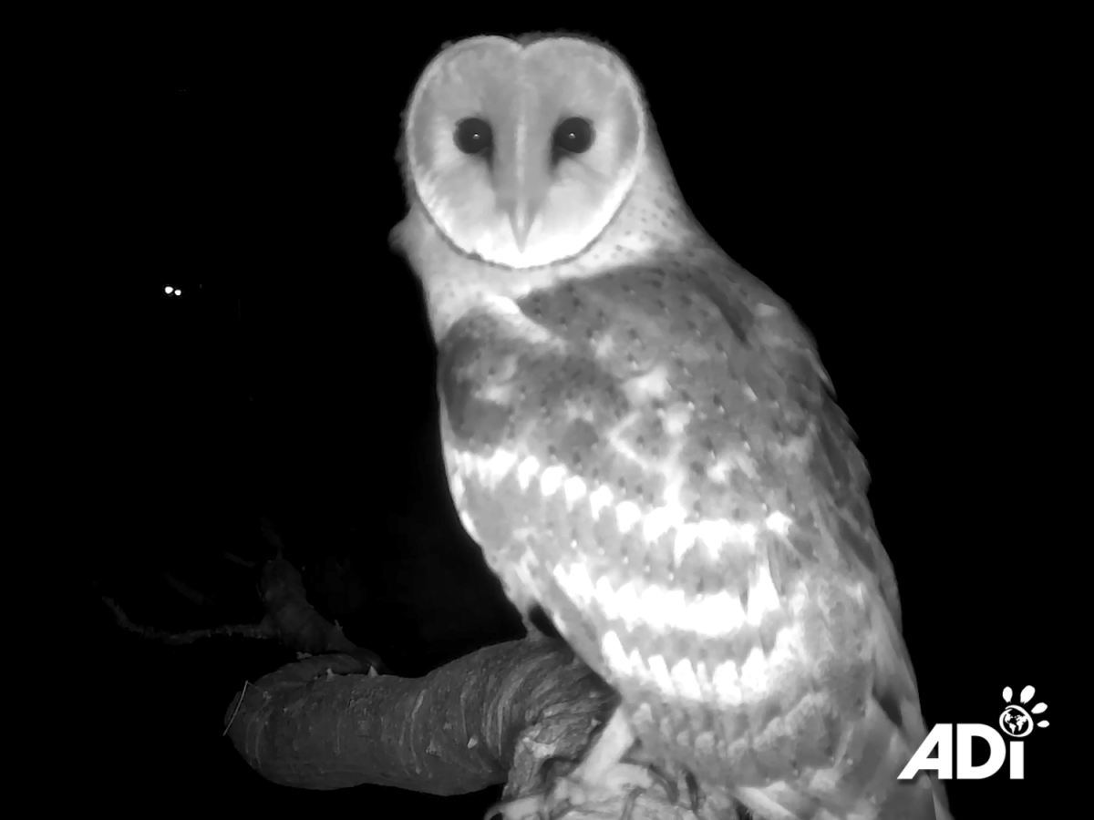 Owl Watch #10