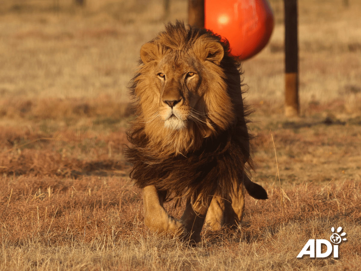 Mane man: Shujaa on the&nbsp;move
