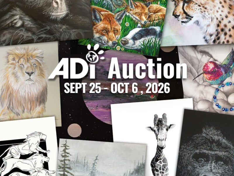 ADI auction opens this&nbsp;week!