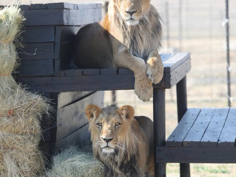BenTzur watching Ori in their new&nbsp;kingdom