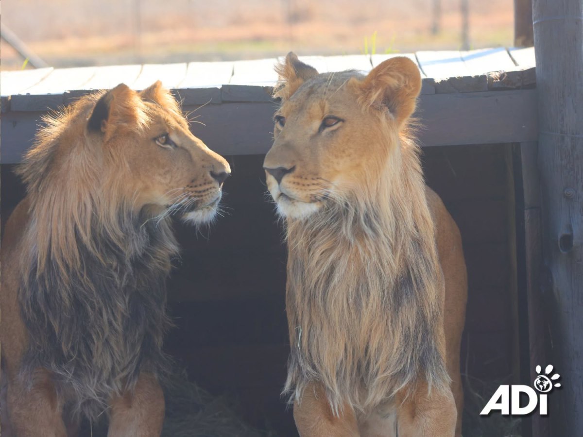 BenTzur and Ori explore their new&nbsp;home