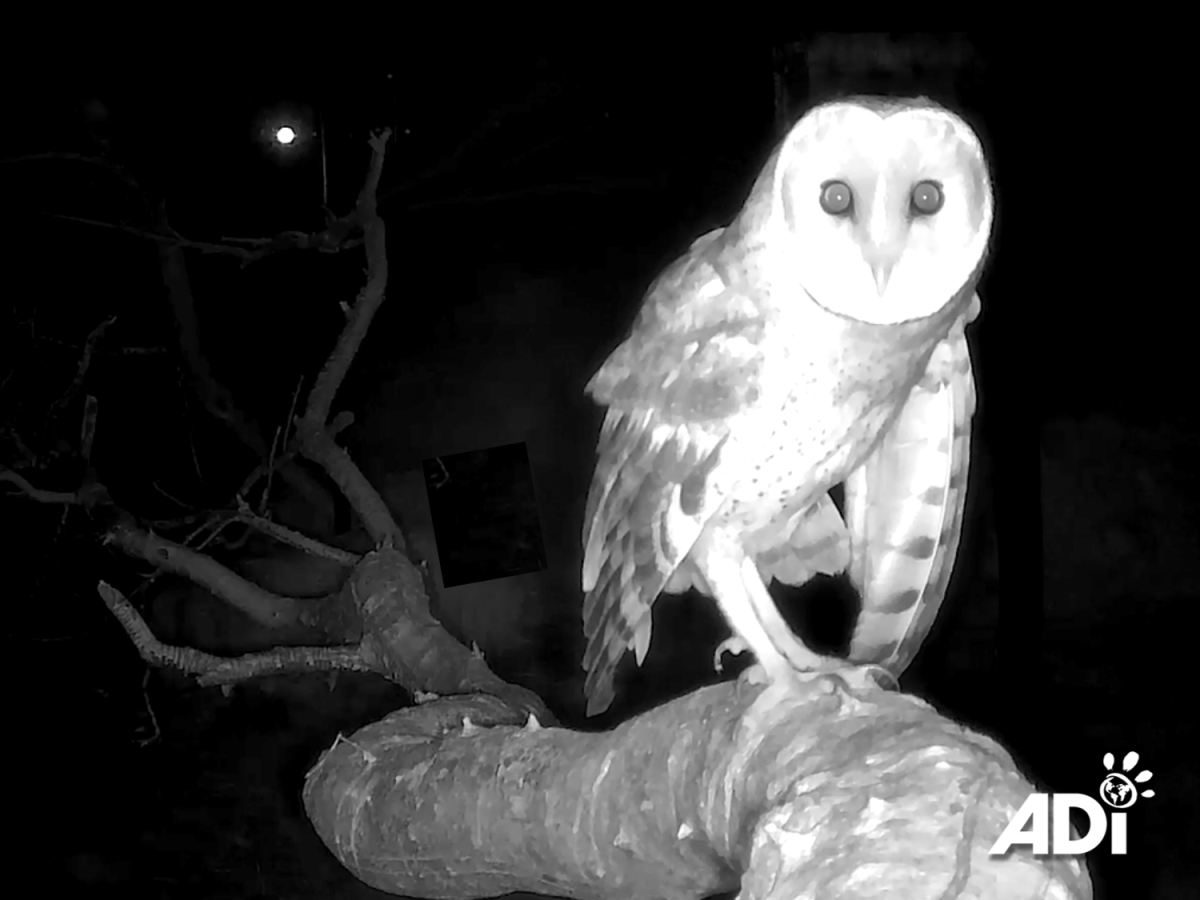 Owl Watch 11 – the owls fly to&nbsp;freedom!
