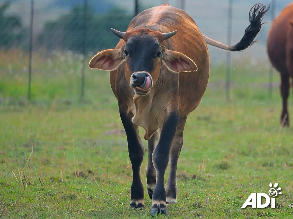 World Farm Animals&nbsp;Day