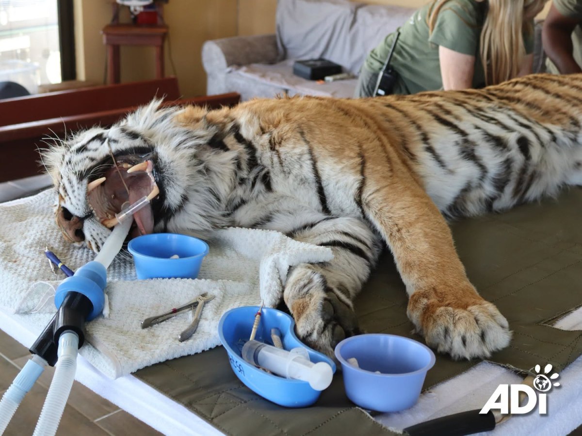 Veterinary day 1 at&nbsp;ADIWS